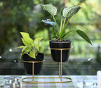 Black And Gold & Two Tier Metal Plant Stand With Pots