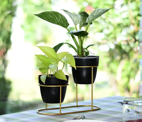Gold &  White Two Tier Plant Stand With pots And frame